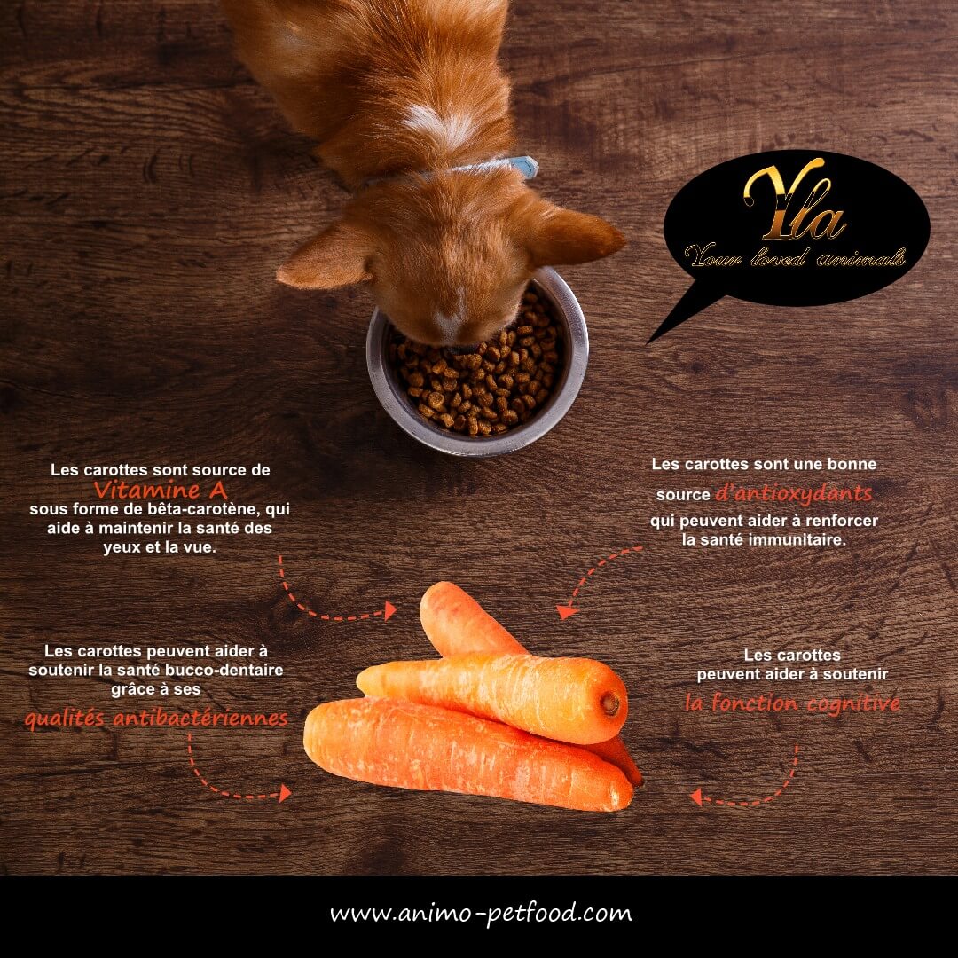 carottes pour chien-nutrition chien-légumes chien